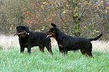 ROTTWEILER 460